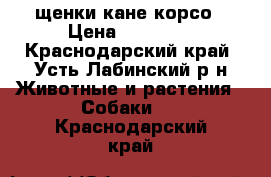 щенки кане корсо › Цена ­ 20 000 - Краснодарский край, Усть-Лабинский р-н Животные и растения » Собаки   . Краснодарский край